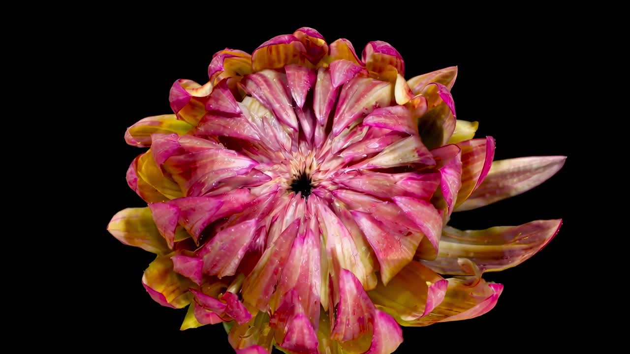 Video dall'alto di un vivace fiore rosa su uno sfondo nero, che ne mette in risalto i petali