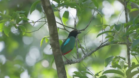 pitta con capucha occidental en la jungla