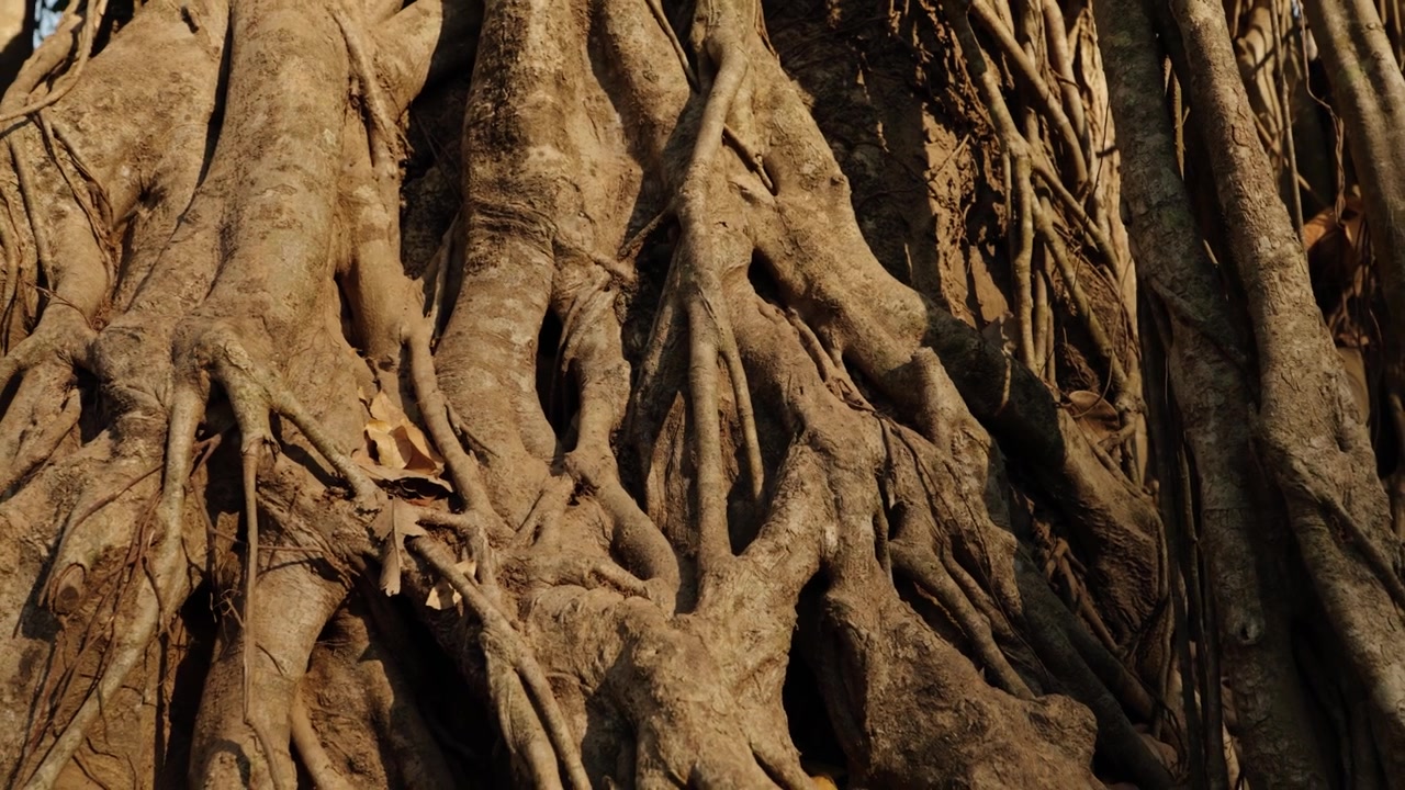 Enormi radici intrecciate di banyan che coprono antiche rovine della giungla ad Angkor.
