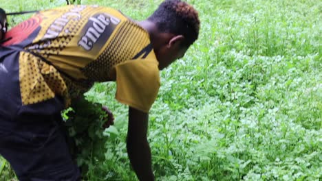 lad harvesting water greens from his irrigated farm.