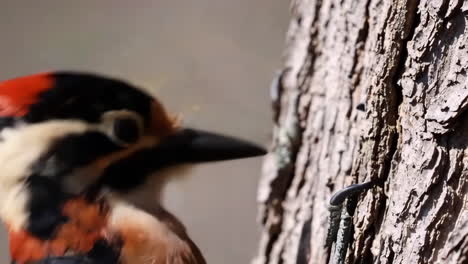 close-up of a woodpecker on a tree trunk