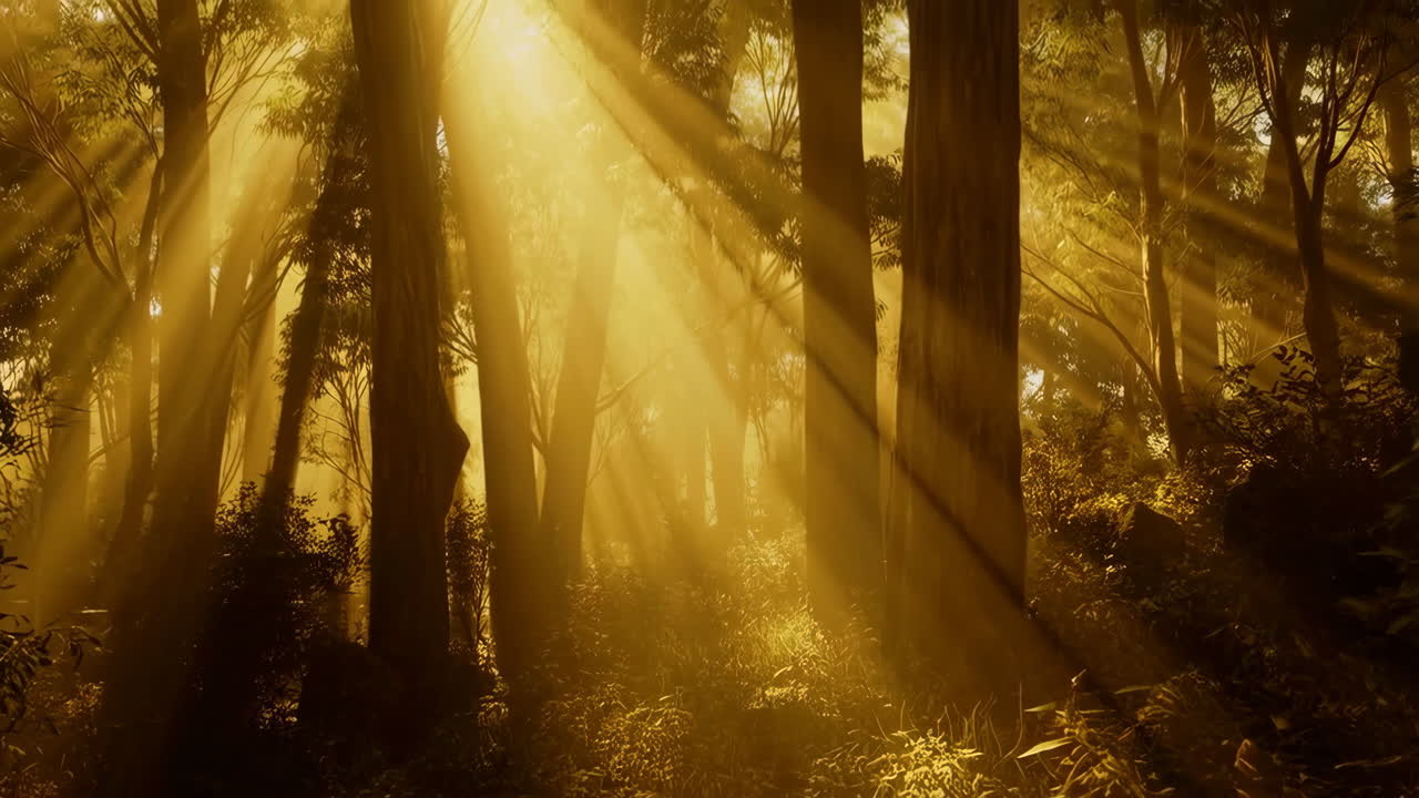 Sunlight shining through a tranquil forest landscape