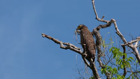 looking to the left intensely and turns its head to the right, crested serpent eagle spilornis cheela, thailand