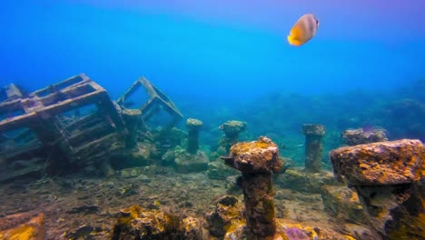 Fondo-Marino-Lleno-De-Estructuras-Antiguas-Y-Peces-Exóticos-Nadando