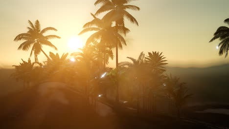 View-of-the-Palm-Trees-in-Fog