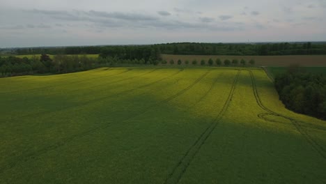 rapefield gran altitud con patrones de ruedas de tractor, sur de suecia skåne, österlen, tosterup, antena alta hacia adelante