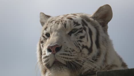 4k portrait shot of bleached white tiger taking sunbath outdoors in wilderness against cloudy sky - close up view