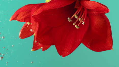 red amaryllis flower underwater