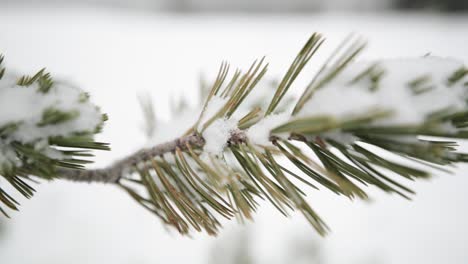 Schnee-Auf-Den-Bäumen-In-Den-Bergen-In-Montana