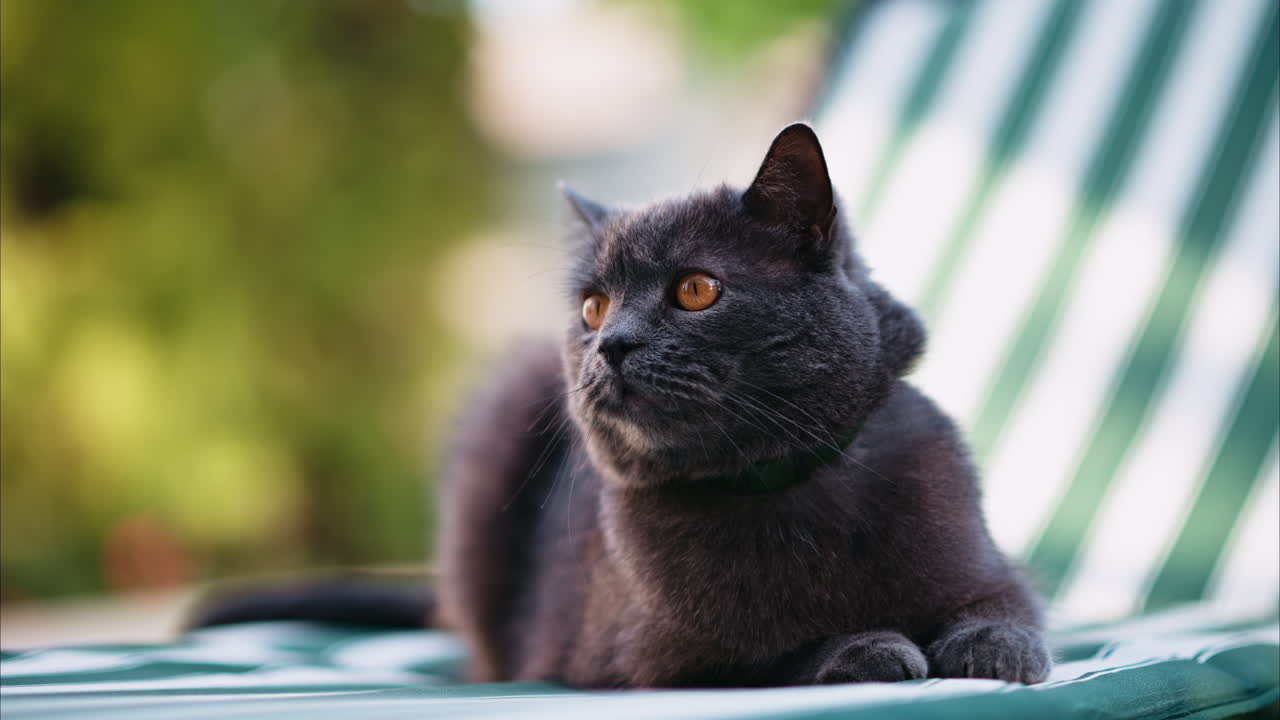 British Shorthair cat with orange eyes lying on a striped patio chair, looking around