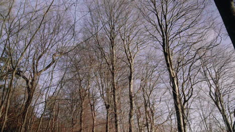 dolly in tree tops against the blue winter sky gimbal smooth nature forrest