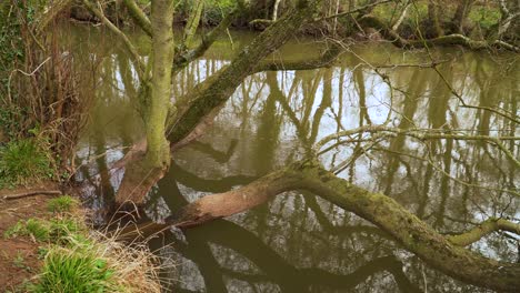 4K-willow-tree-growing-in-the-bed-side-of-the-river-tone-in-taunton,-water-reflecting-the-tree-branches-and-trunks