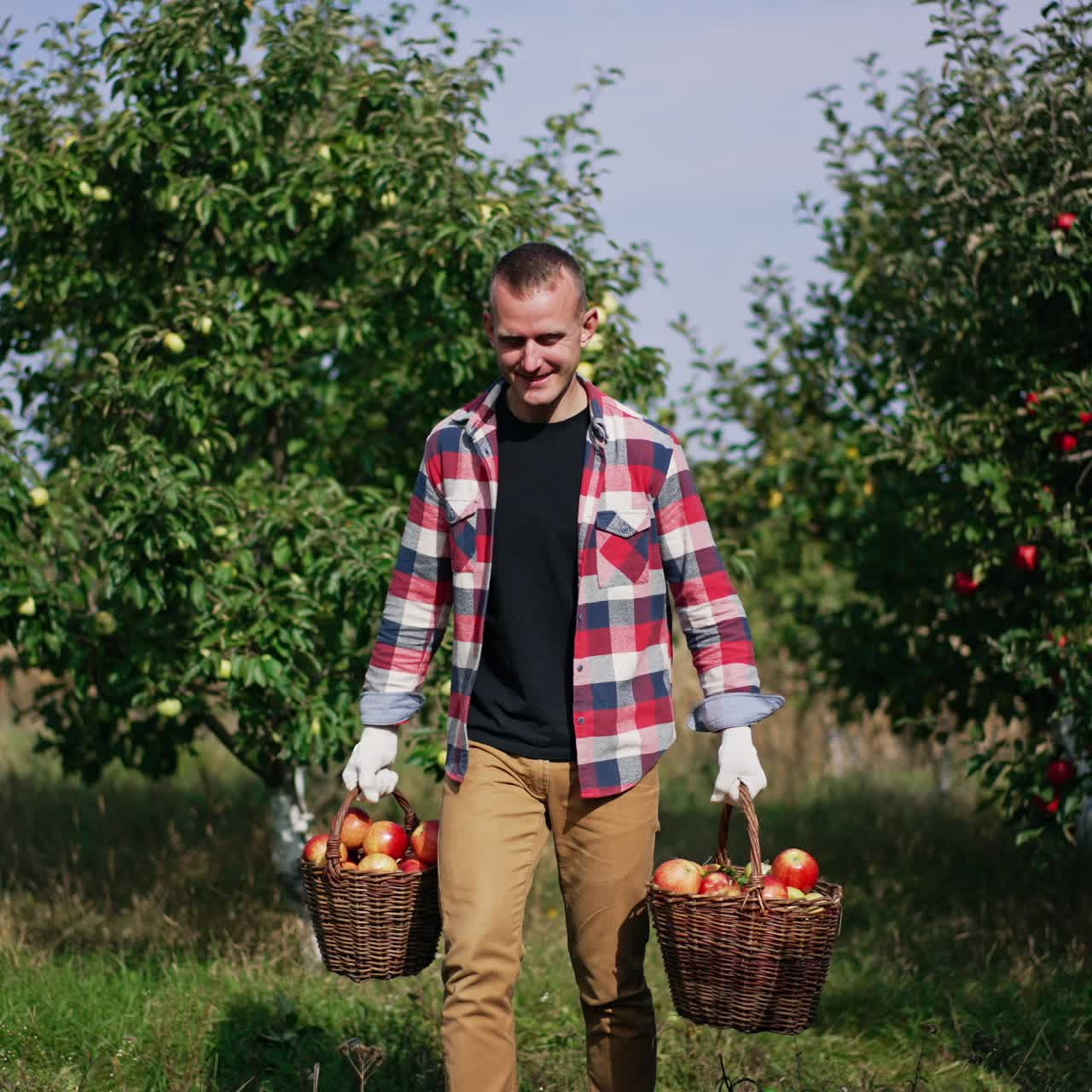Smiling male farmer carrying two heavy full baskets of apples. Man puts the baskets on the ground to have a rest. Orchard backdrop