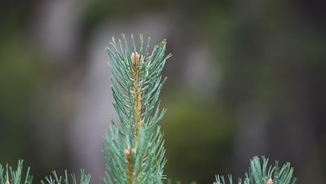 a close-up shot of the pine tree top strewn with raindrops