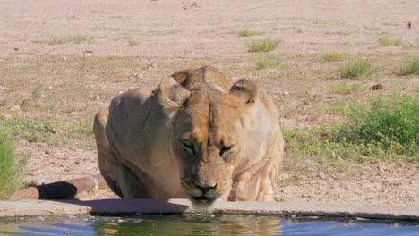 lioness crouched over man-made waterhole drinking