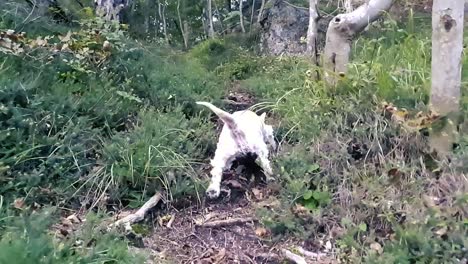 perro pequeño lucha por superar las raíces en el bosque