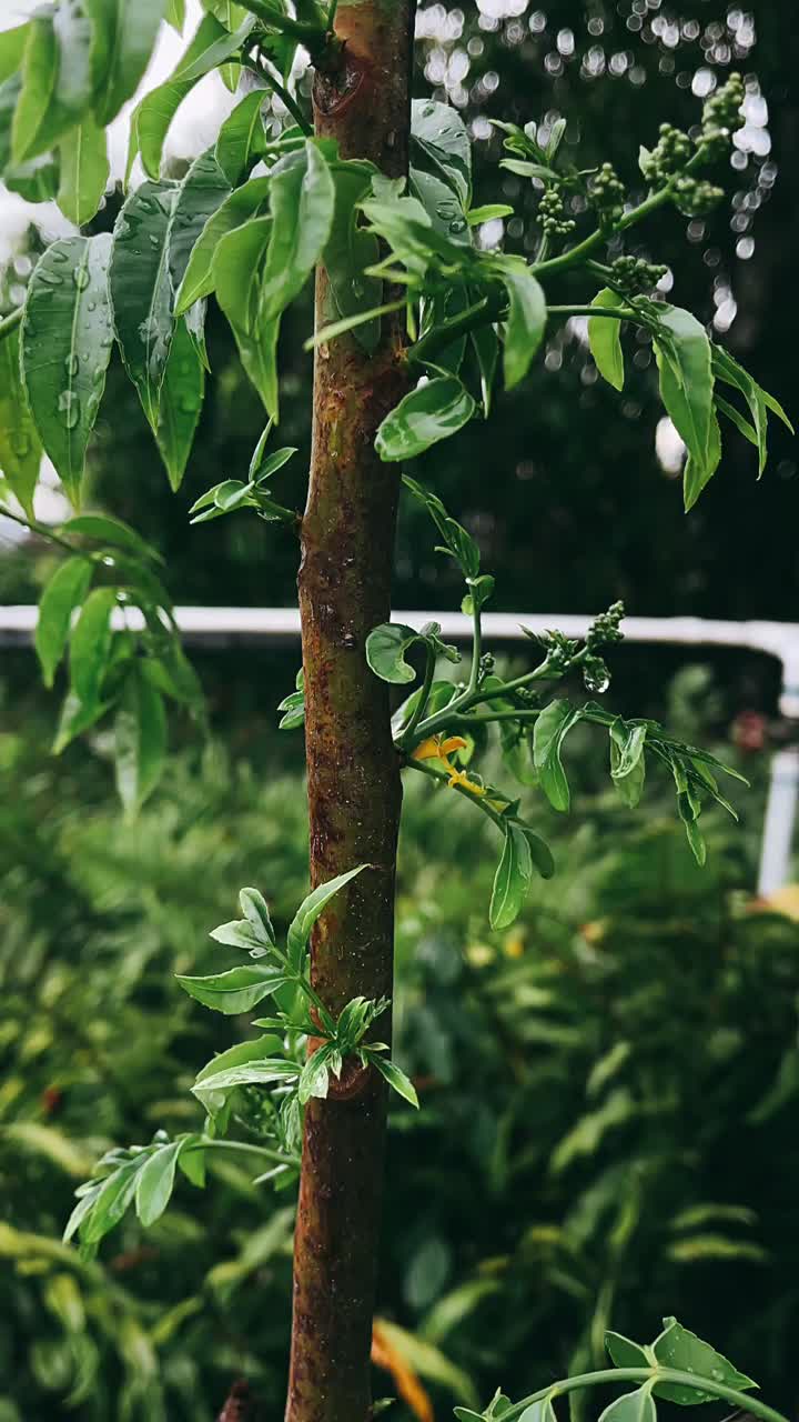 primer plano de un árbol joven con gotas de lluvia