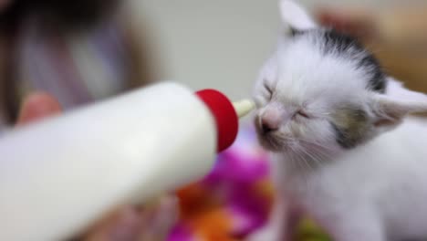 Biberón-De-Gato-Bebé-En-Poca-Profundidad-De-Campo