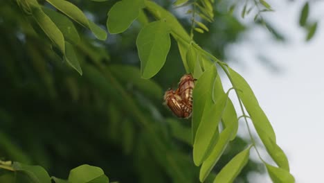 maybeetle resting on a leaf