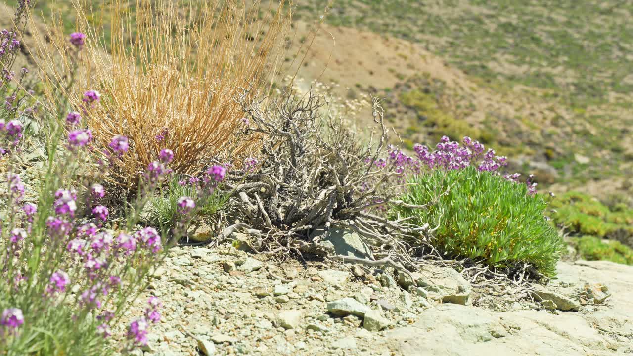 flores rosadas en el duro terreno desértico de las colinas de tenerife