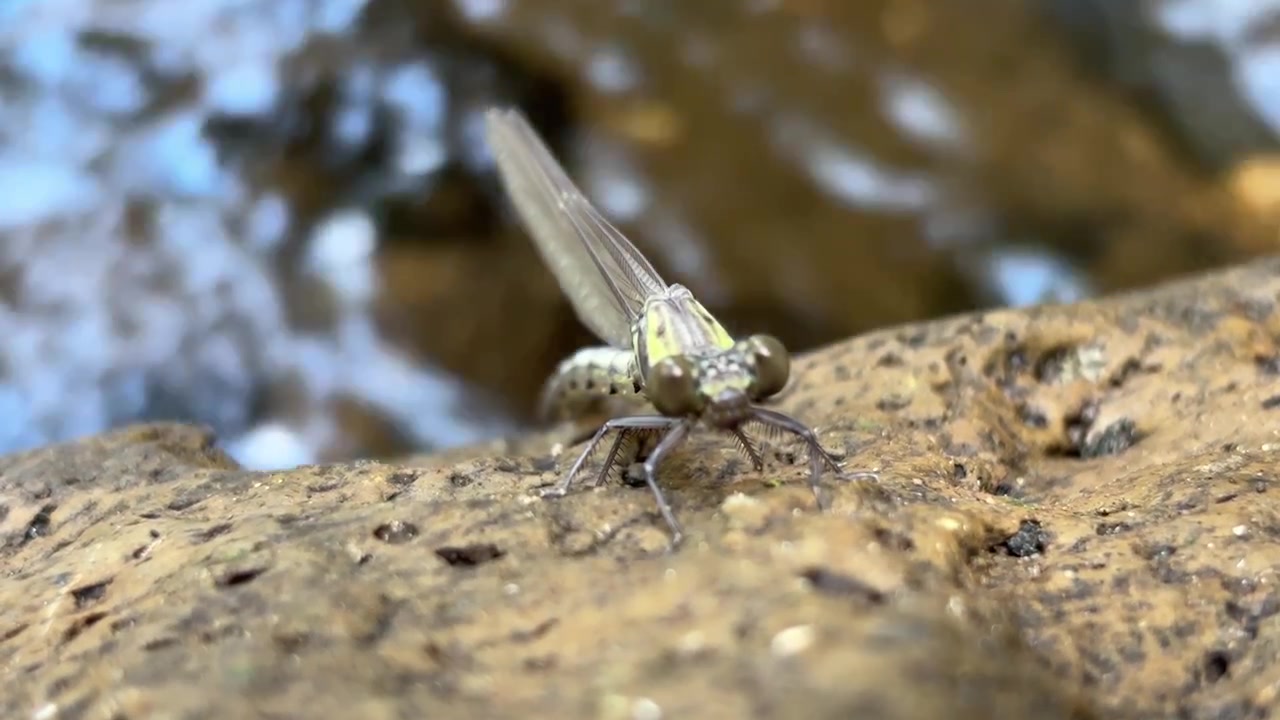 Libellula a riposo su una roccia vicino a un ruscello che scorre