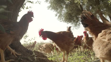 Chickens-eating-grains-on-free-range-farm-with-green-grass,-Chicken-in-Farm-Organic---close-up-slow-motion-of-white-and-black-hens
