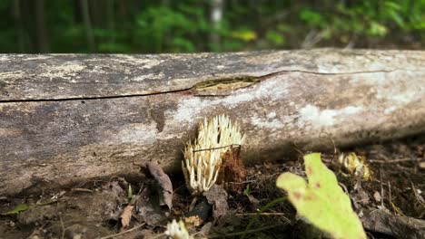 crown-like coral fungus mushroom growing next to fallen log in woods