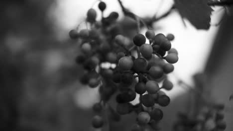 primer plano de uvas colgando de la vid en blanco y negro, creando una sensación nostálgica y atemporal, glarus nord, suiza