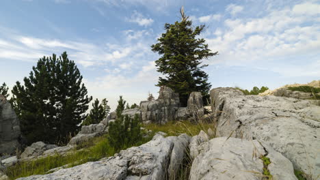 Bewegender-Zeitraffer,-Riesige-Kiefer,-Bergolympus,-Der-Nach-Links-Zwischen-Felsen-Schwenkt