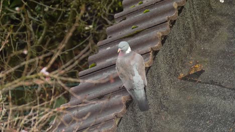 camera pans over to a pidgeon bird sitting on a rooftop with trees in the background