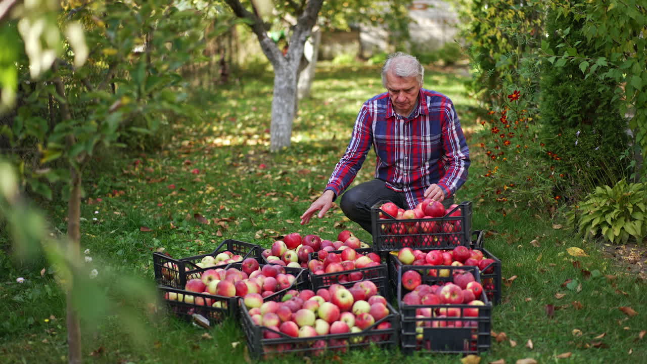 Senior Man Harvesting Apples in Garden