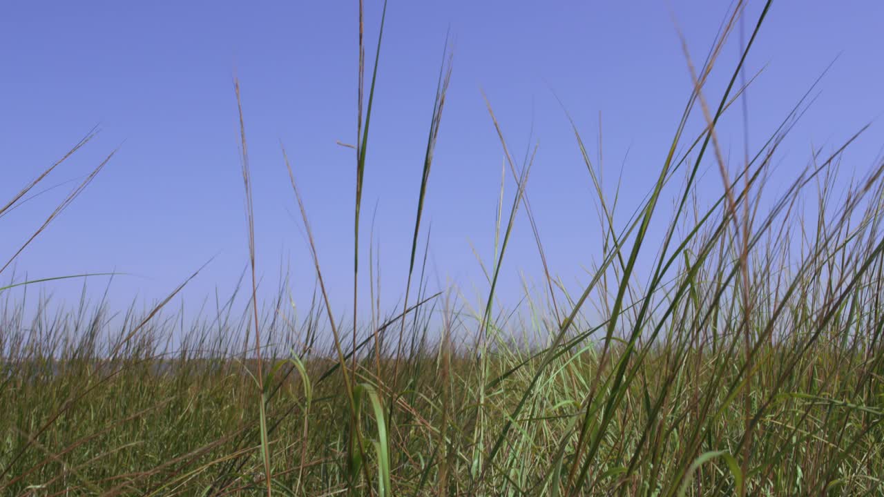 뉴잉글랜드의 메리맥 강에 있는 톨그래스