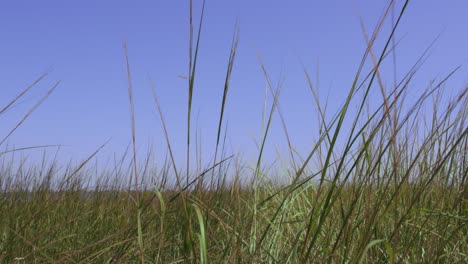 tallgrass on merrimack river in new england