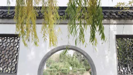 willow branches in garden