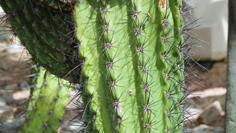 stenocereus stellatus cactus close-up at ecorium botanical garden in seocheon county, south korea