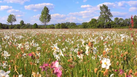 Feld-Blühender-Weißer-Narzissen.-Wunderschöne-Blumenlandschaft