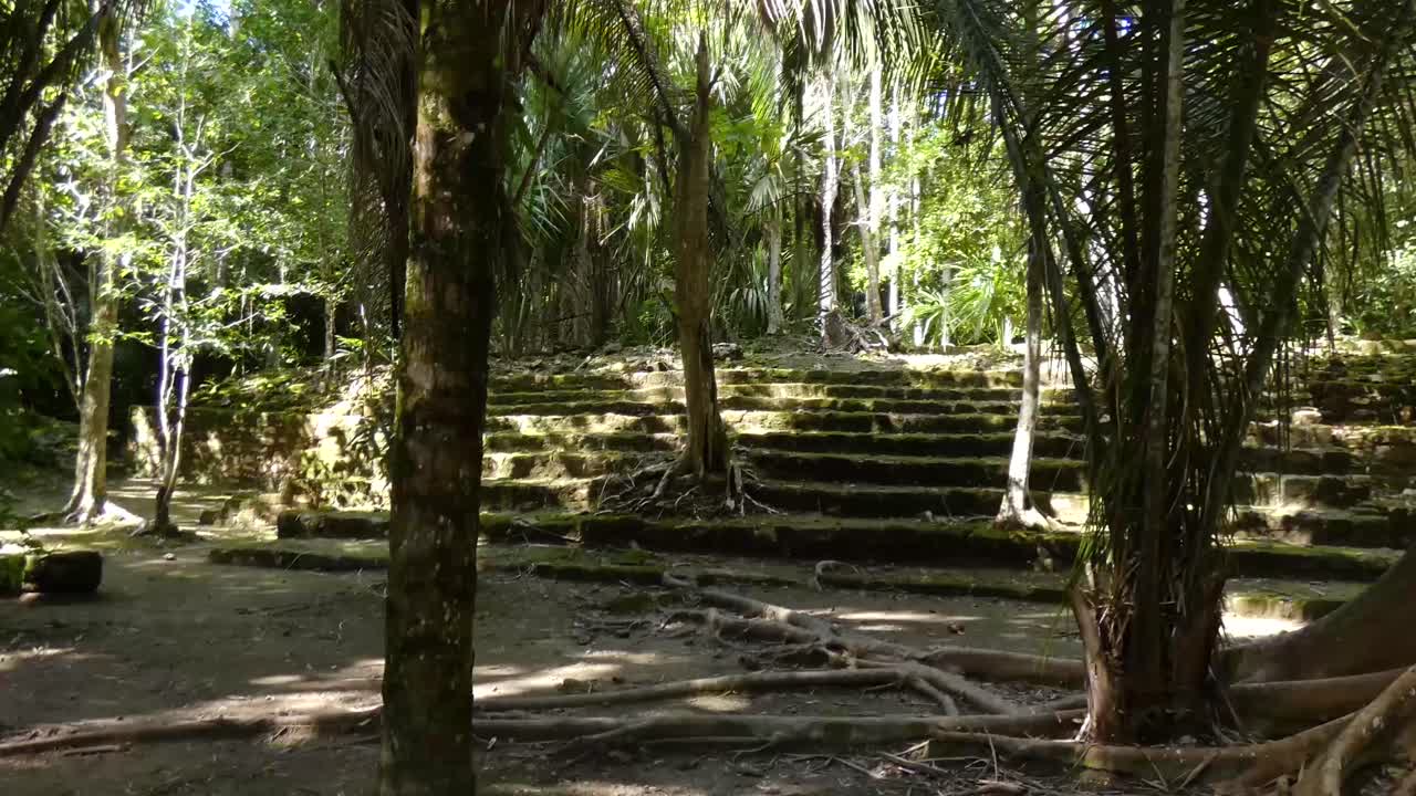 árboles de ceiba que crecen sobre las ruinas mayas en chacchoben, sitio arqueológico maya, quintana roo, méxico