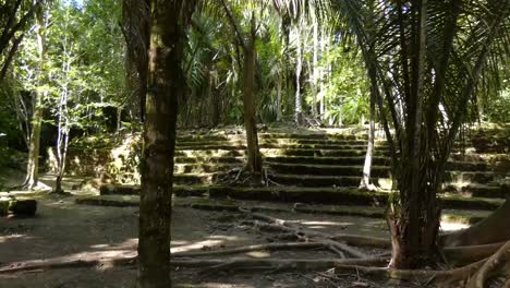 Ceiba-trees-growing-over-the-Mayan-ruins-at-Chacchoben,-Mayan-archeological-site,-Quintana-Roo,-Mexico