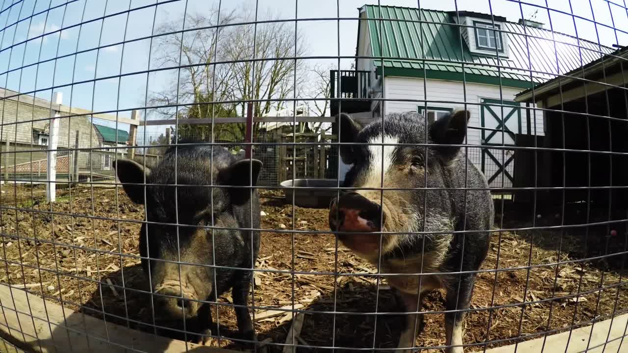 농장 4k에 있는 돼지