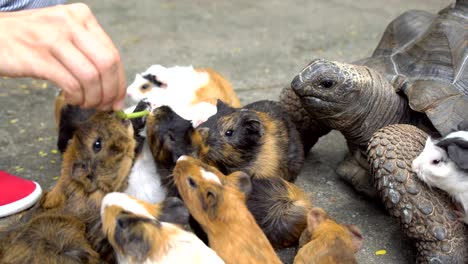 close up of female hand feeding turtle and guinea pigs