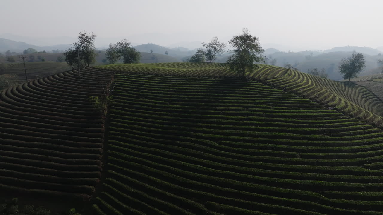 Primo piano aereo di filari di tè terrazzati con alberi in cima alla collina e sfondo nebbioso, Long Coc, Phu Tho, Vietnam