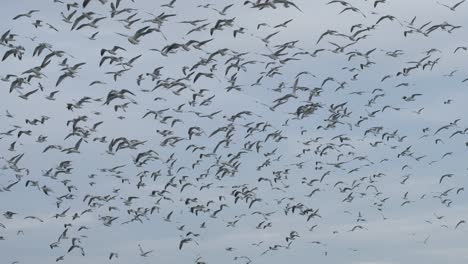 Gran-Bandada-De-Pájaros-Gaviotas-Volando-En-Vuelo-Murmuración-Al-Atardecer-Contra-El-Cielo-Azul