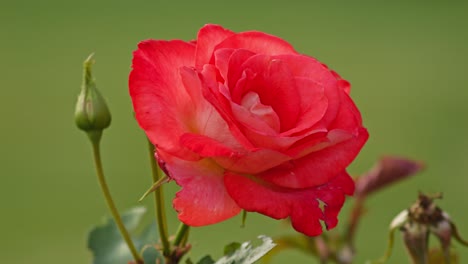 Beautiful-Aachener-Dom-Rose-flower---Close-Up-macro-shot-against-green-blurred-background