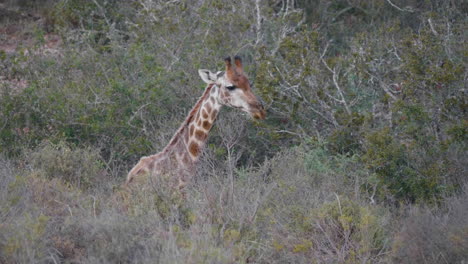 Jirafa-Sacudiendo-La-Cabeza-En-Los-Arbustos-De-La-Sabana-Sudafricana