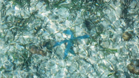 close up of blue starfish in shallow crystal clear shimmering ocean water on remote tropical island destination