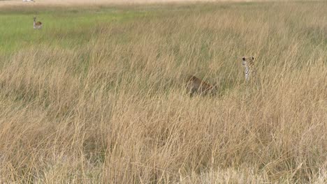 Madre-Lechwe-Viendo-A-Su-Cachorro-Atrapado-Por-Un-Leopardo,-Depredador-Con-Presa-En-Hierba-Alta