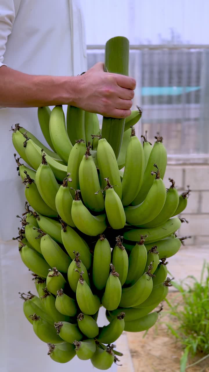 A Kuwaiti man in a traditional white dashdasha holds a fresh green banana bunch. Captured in 4K, this clip blends Gulf culture with farming visuals for heritage, travel, or culinary use.