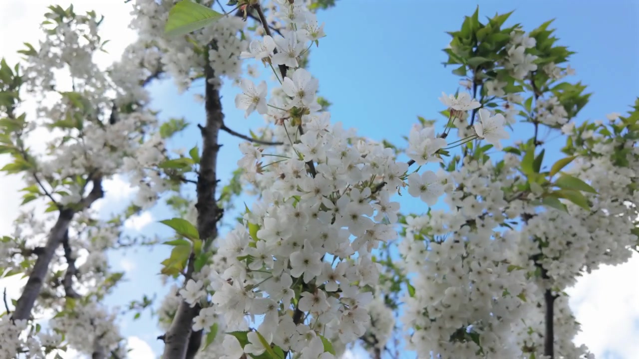 White blossoms blooming on tree branches under bright sunlight during spring