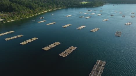 orbiting overhead aerial view of mussel farm docks in penn cove, washington