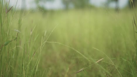 A-shallow-depth-of-field-tilt-down-reveal-of-an-overgrown-footpath-in-a-grass-field,-India